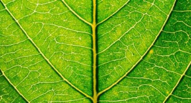 Savills Earth